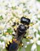 Ectemnius fossorius